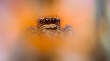 Bir örümceğin estetik açıdan hoş ve etkileyici yakın plan fotoğrafı. Örümcek türü, zıplayan örümcek. Doğal arkaplan.