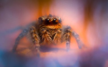 Bir örümceğin estetik açıdan hoş ve etkileyici yakın plan fotoğrafı. Örümcek türü, zıplayan örümcek. Doğal arkaplan.