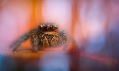 Bir örümceğin estetik açıdan hoş ve etkileyici yakın plan fotoğrafı. Örümcek türü, zıplayan örümcek. Doğal arkaplan.