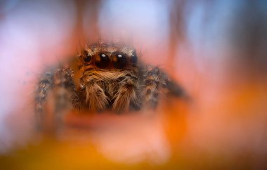 Bir örümceğin estetik açıdan hoş ve etkileyici yakın plan fotoğrafı. Örümcek türü, zıplayan örümcek. Doğal arkaplan.