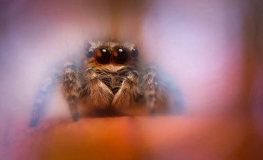 Bir örümceğin estetik açıdan hoş ve etkileyici yakın plan fotoğrafı. Örümcek türü, zıplayan örümcek. Doğal arkaplan.