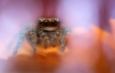 Bir örümceğin estetik açıdan hoş ve etkileyici yakın plan fotoğrafı. Örümcek türü, zıplayan örümcek. Doğal arkaplan.