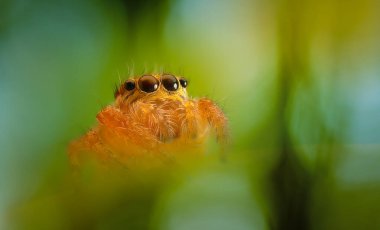 Bir örümceğin estetik açıdan hoş ve etkileyici yakın plan fotoğrafı. Örümcek türü, zıplayan örümcek. Doğal arkaplan.