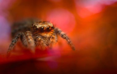Bir örümceğin estetik açıdan hoş ve etkileyici yakın plan fotoğrafı. Örümcek türü, zıplayan örümcek. Doğal arkaplan.