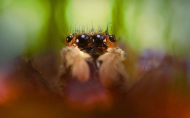 Bir örümceğin estetik açıdan hoş ve etkileyici yakın plan fotoğrafı. Örümcek türü, zıplayan örümcek. Doğal arkaplan.