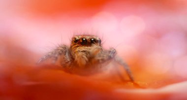 Bir örümceğin estetik açıdan hoş ve etkileyici yakın plan fotoğrafı. Örümcek türü, zıplayan örümcek. Doğal arkaplan.