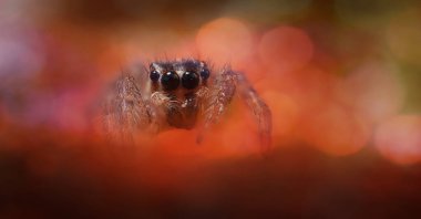 Bir örümceğin estetik açıdan hoş ve etkileyici yakın plan fotoğrafı. Örümcek türü, zıplayan örümcek. Doğal arkaplan.