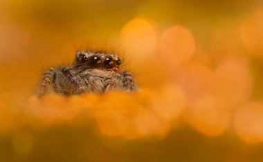 Bir örümceğin estetik açıdan hoş ve etkileyici yakın plan fotoğrafı. Örümcek türü, zıplayan örümcek. Doğal arkaplan.