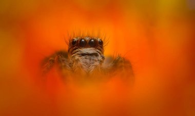 Bir örümceğin estetik açıdan hoş ve etkileyici yakın plan fotoğrafı. Örümcek türü, zıplayan örümcek. Doğal arkaplan.