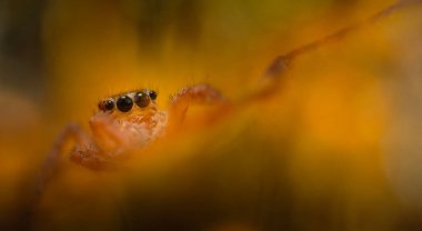 Bir örümceğin estetik açıdan hoş ve etkileyici yakın plan fotoğrafı. Örümcek türü, zıplayan örümcek. Doğal arkaplan.