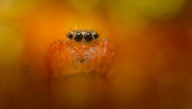 Bir örümceğin estetik açıdan hoş ve etkileyici yakın plan fotoğrafı. Örümcek türü, zıplayan örümcek. Doğal arkaplan.