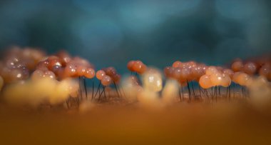 Sümük kalıpları. Dünyadaki en küçük mantarlar. Doğanın gizemli yaratıkları. Doğa arkaplanı.