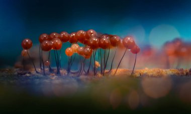 Sümük kalıpları. Dünyadaki en küçük mantarlar. Doğanın gizemli yaratıkları. Doğa arkaplanı.