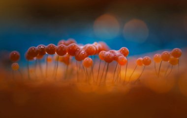 Sümük kalıpları. Dünyadaki en küçük mantarlar. Doğanın gizemli yaratıkları. Doğa arkaplanı.