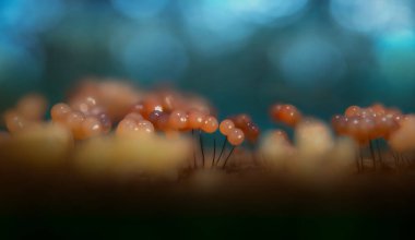 Sümük kalıpları. Dünyadaki en küçük mantarlar. Doğanın gizemli yaratıkları. Doğa arkaplanı.