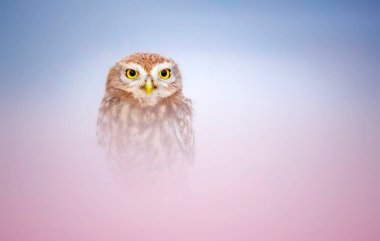 Büyüleyici renkleri olan çarpıcı ve görkemli bir baykuş. Etkileyici ve harika bir geçmiş. Küçük baykuş!.