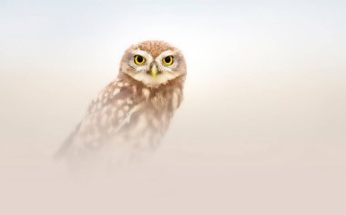 Büyüleyici renkleri olan çarpıcı ve görkemli bir baykuş. Etkileyici ve harika bir geçmiş. Küçük baykuş!.