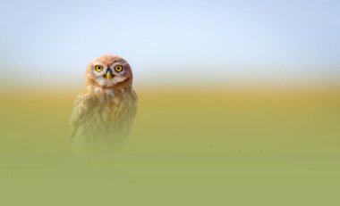 Büyüleyici renkleri olan çarpıcı ve görkemli bir baykuş. Etkileyici ve harika bir geçmiş. Küçük baykuş!.