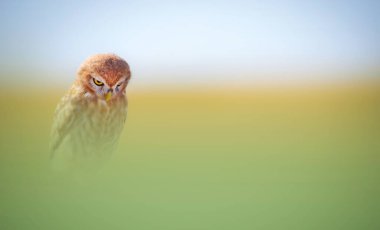 Büyüleyici renkleri olan çarpıcı ve görkemli bir baykuş. Etkileyici ve harika bir geçmiş. Küçük baykuş!.
