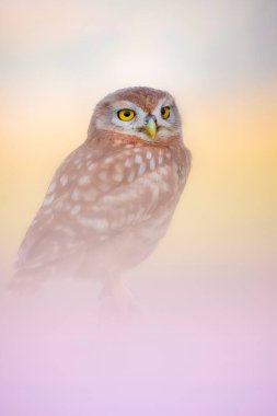 Büyüleyici renkleri olan çarpıcı ve görkemli bir baykuş. Etkileyici ve harika bir geçmiş. Küçük baykuş!.