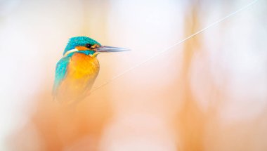 Olağanüstü renklere sahip çarpıcı ve görkemli bir kuş. Göz kamaştırıcı ve etkileyici bir fon. Kral Balıkçısı.