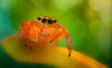 Bir örümceğin estetik açıdan hoş ve etkileyici yakın plan fotoğrafı. Örümcek türü, zıplayan örümcek. Doğal arkaplan.