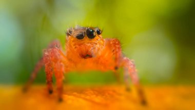 Bir örümceğin estetik açıdan hoş ve etkileyici yakın plan fotoğrafı. Örümcek türü, zıplayan örümcek. Doğal arkaplan.