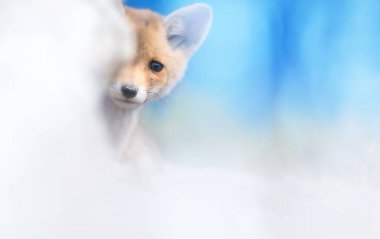 İninden dışarı bakan şirin bir tilki. Doğa Arkaplanı