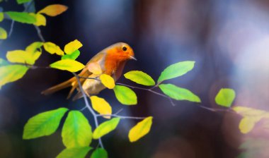 Tatlı kuş bülbülü. Doğa geçmişi. Avrupalı Robin. Erithacus rubecula.