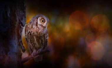 Doğadaki en gizemli ve sevimli baykuşlardan biri. Avrasya Baykuşu. (Otus vurur). Doğa arkaplanı.