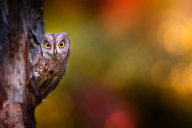 Doğadaki en gizemli ve sevimli baykuşlardan biri. Avrasya Baykuşu. (Otus vurur). Doğa arkaplanı.
