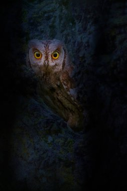 Doğadaki en gizemli ve sevimli baykuşlardan biri. Avrasya Baykuşu. (Otus vurur). Doğa arkaplanı.