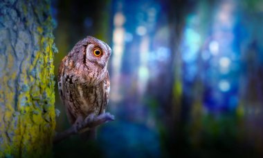 Doğadaki en gizemli ve sevimli baykuşlardan biri. Avrasya Baykuşu. (Otus vurur). Doğa arkaplanı.