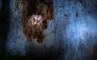 Doğadaki en gizemli ve sevimli baykuşlardan biri. Avrasya Baykuşu. (Otus vurur). Doğa arkaplanı.