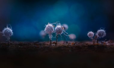 Sümük kalıpları. Dünyadaki en küçük mantarlar. Doğanın gizemli yaratıkları. Doğa arkaplanı.