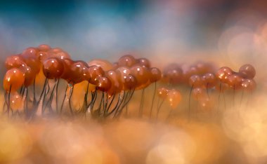 Sümük kalıpları. Dünyadaki en küçük mantarlar. Doğanın gizemli yaratıkları. Doğa arkaplanı.