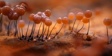 Sümük kalıpları. Dünyadaki en küçük mantarlar. Doğanın gizemli yaratıkları. Doğa arkaplanı.