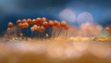 Sümük kalıpları. Dünyadaki en küçük mantarlar. Doğanın gizemli yaratıkları. Doğa arkaplanı.