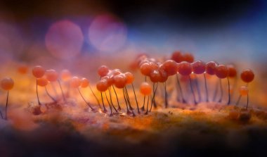 Sümük kalıpları. Dünyadaki en küçük mantarlar. Doğanın gizemli yaratıkları. Doğa arkaplanı.