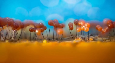 Sümük kalıpları. Dünyadaki en küçük mantarlar. Doğanın gizemli yaratıkları. Doğa arkaplanı.