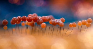 Sümük kalıpları. Dünyadaki en küçük mantarlar. Doğanın gizemli yaratıkları. Doğa arkaplanı.