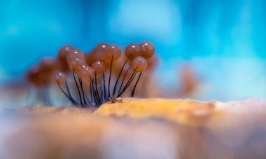 Sümük kalıpları. Dünyadaki en küçük mantarlar. Doğanın gizemli yaratıkları. Doğa arkaplanı.