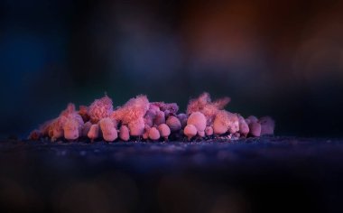 Sümük kalıpları. Dünyadaki en küçük mantarlar. Doğanın gizemli yaratıkları. Doğa arkaplanı.