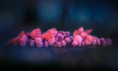 Sümük kalıpları. Dünyadaki en küçük mantarlar. Doğanın gizemli yaratıkları. Doğa arkaplanı.