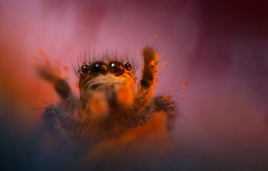 Bir örümceğin yakın plan fotoğrafı. Doğal arkaplan.