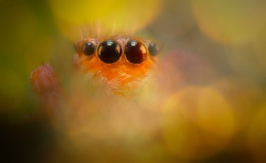 Bir örümceğin yakın plan fotoğrafı. Doğal arkaplan.