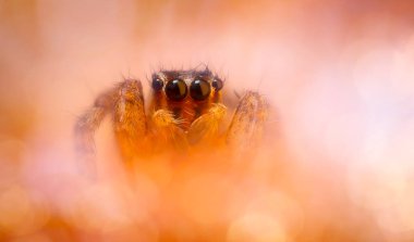 Bir örümceğin yakın plan fotoğrafı. Doğal arkaplan.