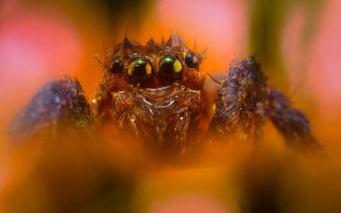 Bir örümceğin yakın plan fotoğrafı. Doğal arkaplan.