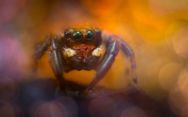 Bir örümceğin yakın plan fotoğrafı. Doğal arkaplan.