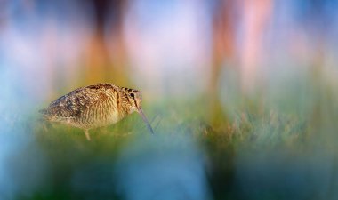 Yerde yiyecek arayan bir çulluk. Avrasyalı Woodcock. Kahverengi doğa arka planı.